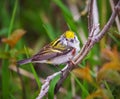 Chestnut sided warbler perched on a branch