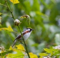 Chestnut Sided Warbler