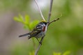 Chestnut-sided warbler or Setophaga pensylvanica.