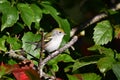 Chestnut-sided Warbler sits perched on a branch