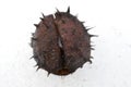 Chestnut in the snow Royalty Free Stock Photo