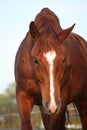 Chestnut sport horse portrait in herd