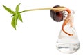 Chestnut sprout in a flask with water Royalty Free Stock Photo