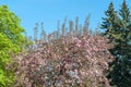 Chestnut, spruce and Blooming apple tree with pink blossoming branches in park in sunny day on spring against blue sky. Background Royalty Free Stock Photo