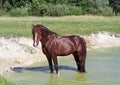 The chestnut stallion of draft breed standing in the lake
