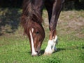 Chestnut stallion grazing on a meadow