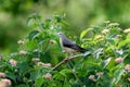 Chestnut starling juvenile