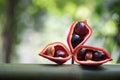 Chestnut or Sterculia monosperma fruits on bokeh nature surface