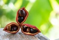 Chestnut or sterculia monosperma fruits on nature surface