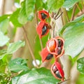 Chestnut (sterculiamonosperma vent) Royalty Free Stock Photo