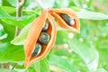 Chestnut (sterculiamonosperma vent) Royalty Free Stock Photo