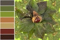 Chestnut surrounded by leaves, top view and palette of color combinations.