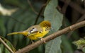 Chestnut-tailed Minla OR Bar-throated Minla