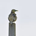 Chestnut Tailed Starling Bird On Bamboo Pillar Royalty Free Stock Photo