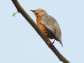Chestnut-tailed Starling bird standing on the branch in nature