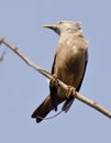 Chestnut tailed starling