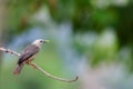 Chestnut-tailed starling