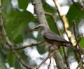 Chestnut-tailed starling or grey-headed myna