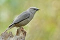 chestnut-tailed starling or grey-headed myna (Sturnia malabarica) perching on top of timber Royalty Free Stock Photo