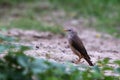 Chestnut-Tailed Starling