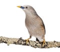 Chestnut-tailed Starling perched on a branch - Sturnia malabarica