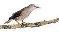 Chestnut-tailed Starling perched on a branch - Sturnia malabarica