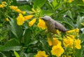 Chestnut-tailed Starling Sturnia malabarica