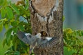 Chestnut-tailed Starling(Sturnia malabarica) feeding their baby birds. Royalty Free Stock Photo