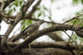 Chestnut tailed Starling (Sturnia malabarica) perching on branch. Royalty Free Stock Photo