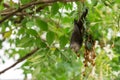 Chestnut tailed Starling (Sturnia malabarica) perching on branch. Royalty Free Stock Photo