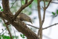 Chestnut tailed Starling (Sturnia malabarica) perching on branch. Royalty Free Stock Photo