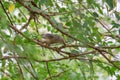 Chestnut tailed Starling (Sturnia malabarica) perching on branch. Royalty Free Stock Photo