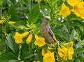 Chestnut-tailed Starling Sturnia malabarica on Tecoma stans