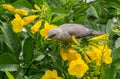 Chestnut-tailed Starling Sturnia malabarica