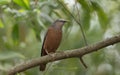 A chestnut-tailed starling (Sturnia malabarica) on tree branch Royalty Free Stock Photo