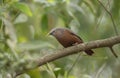 A chestnut-tailed starling (Sturnia malabarica) on tree branch Royalty Free Stock Photo