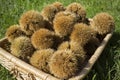 Chestnut in their shell basket Royalty Free Stock Photo