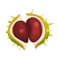 Chestnut with Thorned Shell and Brown Nut Inside Vector Illustration