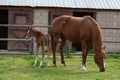 Chestnut Thoroughbred Colt and warmblood mare in lush pasture