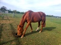 Chestnut thoroughbred gelding standing in the field eating a bucket feed Royalty Free Stock Photo