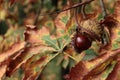 Chestnut about to fall