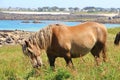 Trait Breton horse in a field in Brittany