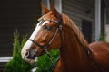 Chestnut trakehner horse in western bridle