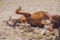 chestnut trakehner stallion horse rolling in sand in paddock in spring daytime