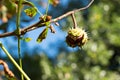 Chestnut on the tree