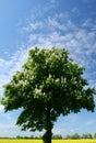 Chestnut tree Royalty Free Stock Photo