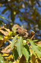 Chestnut tree