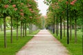 Chestnut tree along the pathway Royalty Free Stock Photo