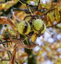 Chestnut Royalty Free Stock Photo
