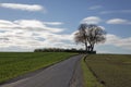 Chestnut tree in autumn, (Aesculus hippocastanum), street across the fields in Bad Iburg-Glane, Osnabruecker land, Germany